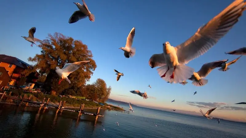 Tuyệt sắc thắng cảnh Bodensee, vi&ecirc;n thủy ngọc giữa l&ograve;ng ch&acirc;u &Acirc;u 4