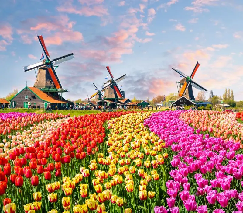 Lạc vào vườn Keukenhof với cánh đồng 7 triệu hoa tulip nở rộ