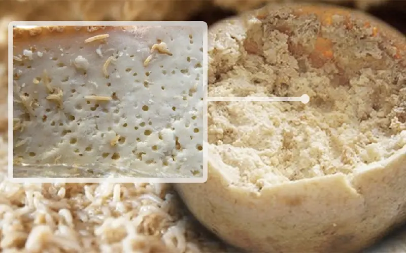 Casu Marzu: Ph&ocirc; mai gi&ograve;i 'nguy hiểm' nhất thế giới từ Sardinia, &Yacute; 4
