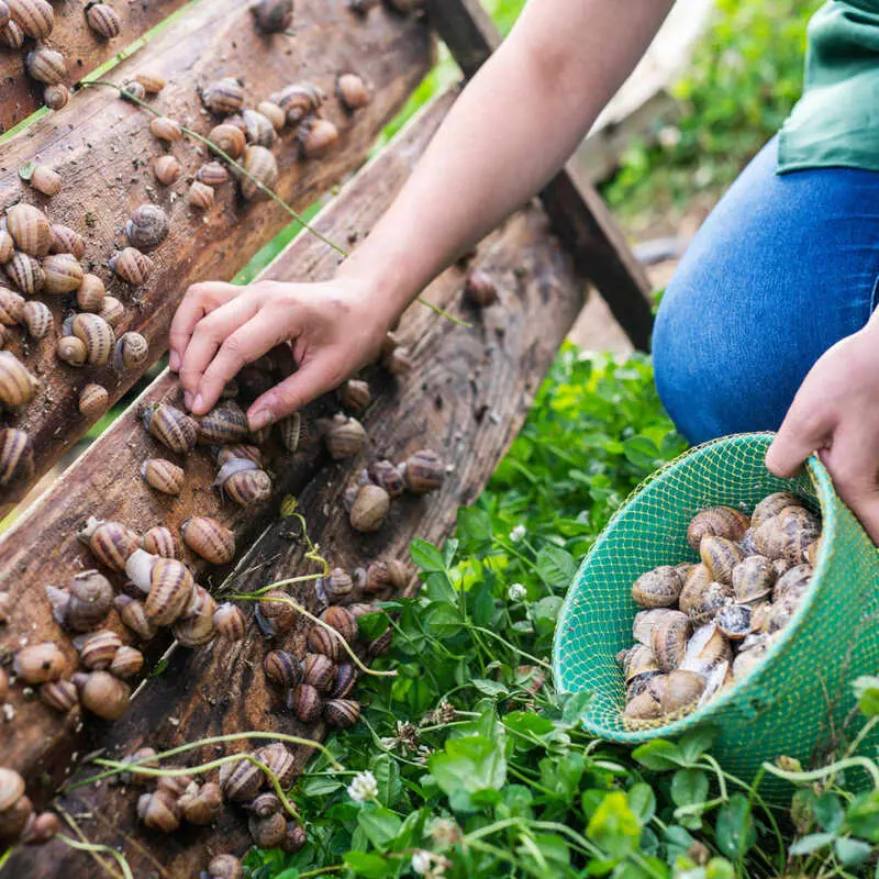 Escargot, m&oacute;n ốc s&ecirc;n tinh hoa của ẩm thực Ph&aacute;p cổ điển 8