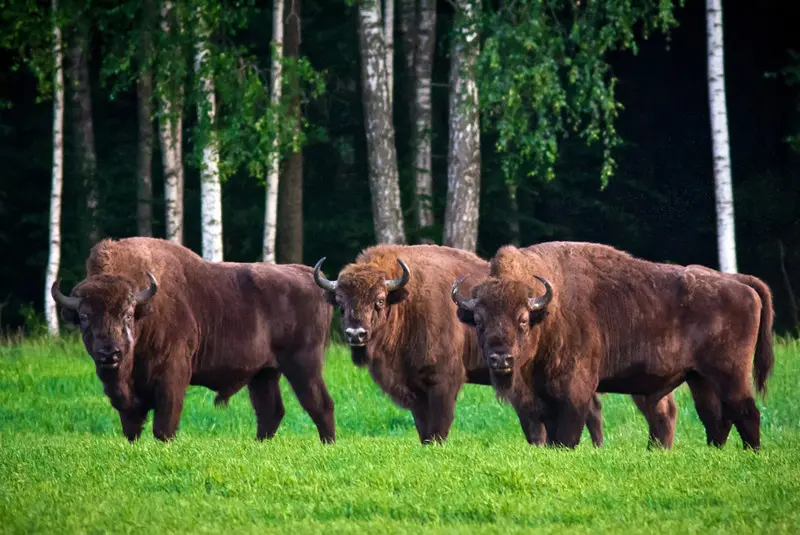 Du lịch Belarus, kh&aacute;m ph&aacute; vẻ đẹp nguy&ecirc;n sơ của Đ&ocirc;ng &Acirc;u 6
