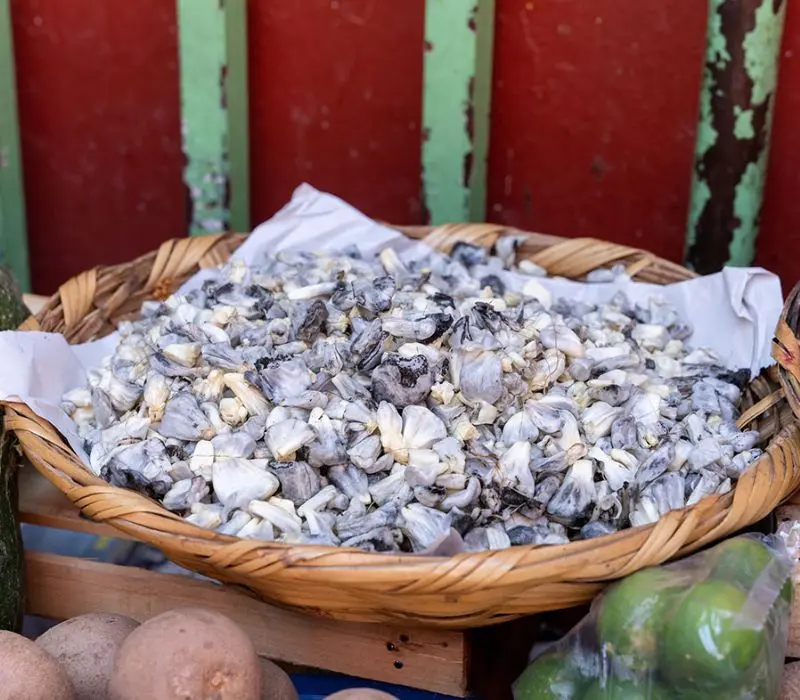 Huitlacoche, loại nấm mốc được coi như tinh hoa ẩm thực Mexico
