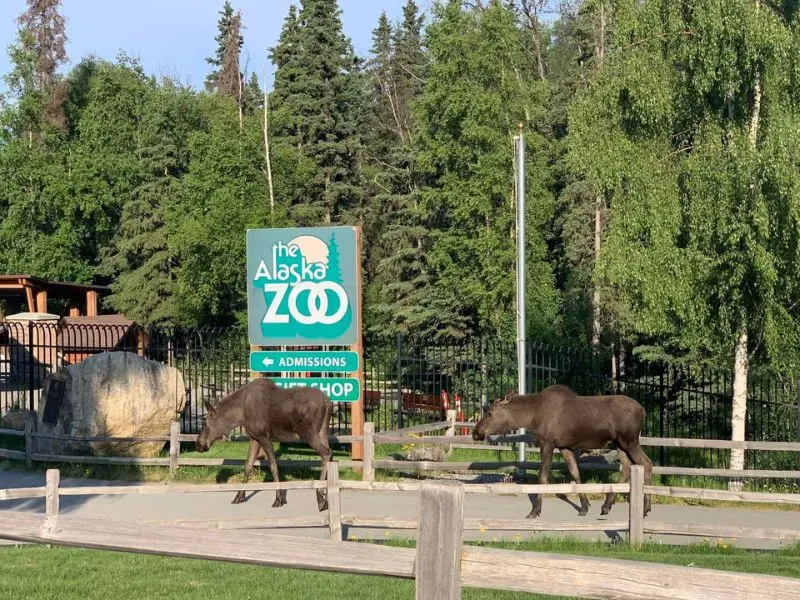 Anchorage, gh&eacute; thăm th&agrave;nh phố th&uacute; vị bật nhất Alaska 15