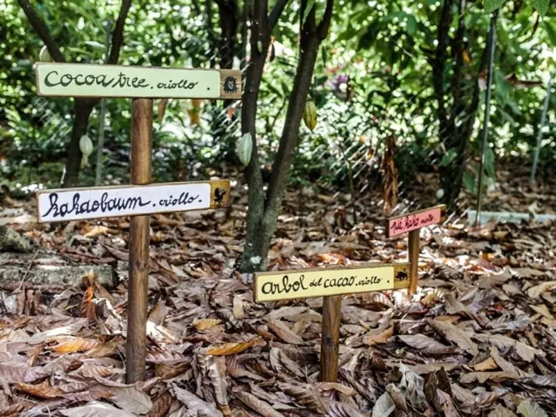 Kh&aacute;m ph&aacute; h&ograve;n ngọc Guadeloupe của v&ugrave;ng Caribe tuyệt sắc 8