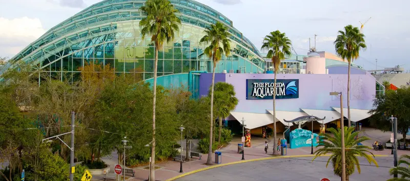 Th&agrave;nh phố biển Tampa xinh đẹp của tiểu bang Florida 7
