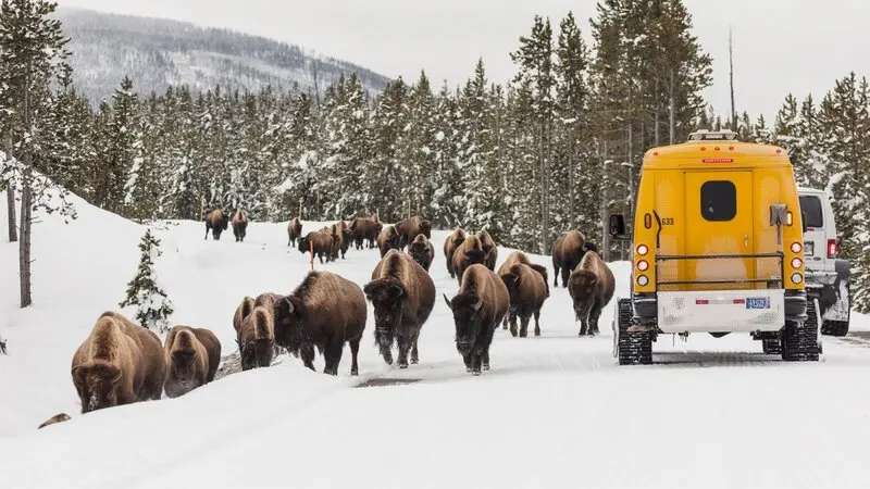 Yellowstone: Vườn quốc gia l&acirc;u đời nhất nước Mỹ v&agrave; thế giới 5