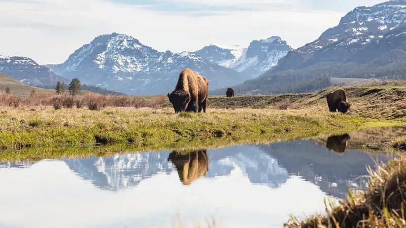 Yellowstone: Vườn quốc gia l&acirc;u đời nhất nước Mỹ v&agrave; thế giới 8