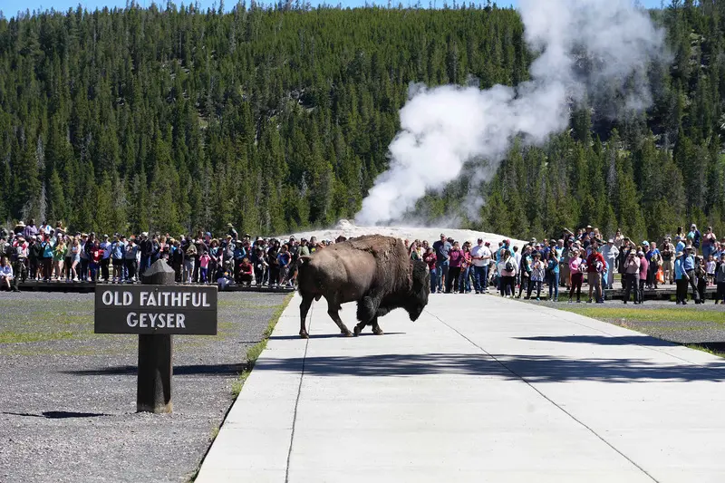 Yellowstone: Vườn quốc gia l&acirc;u đời nhất nước Mỹ v&agrave; thế giới 4