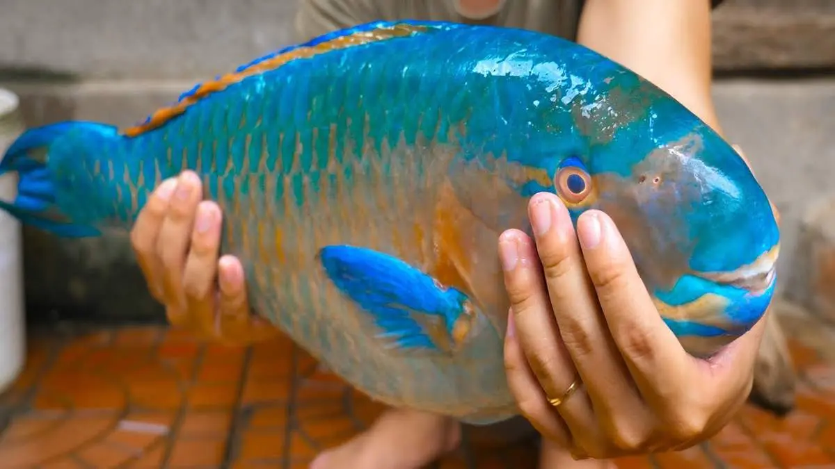 C&aacute; m&oacute; biển C&ocirc;n Đảo v&agrave; những hương vị thơm ngon kh&oacute; cưỡng 3