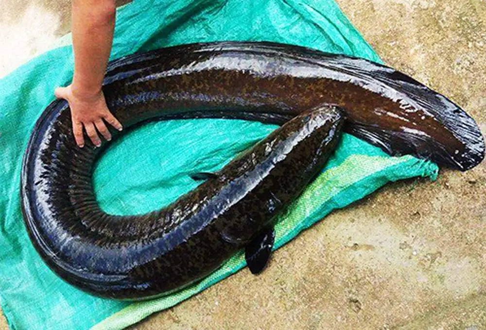 Thưởng thức đặc sản C&aacute; ch&igrave;nh biển C&ocirc;n Đảo thơm ngon, bổ dưỡng 2