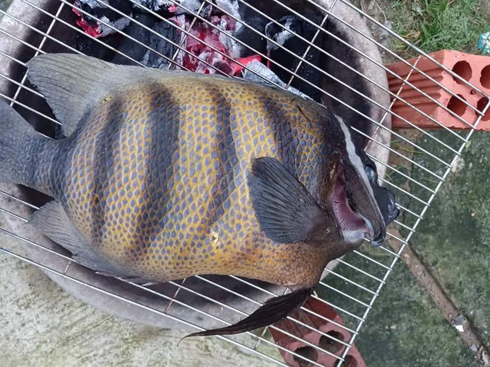 Thưởng thức đặc sản C&aacute; nanh heo C&ocirc;n Đảo nức tiếng gần xa 3