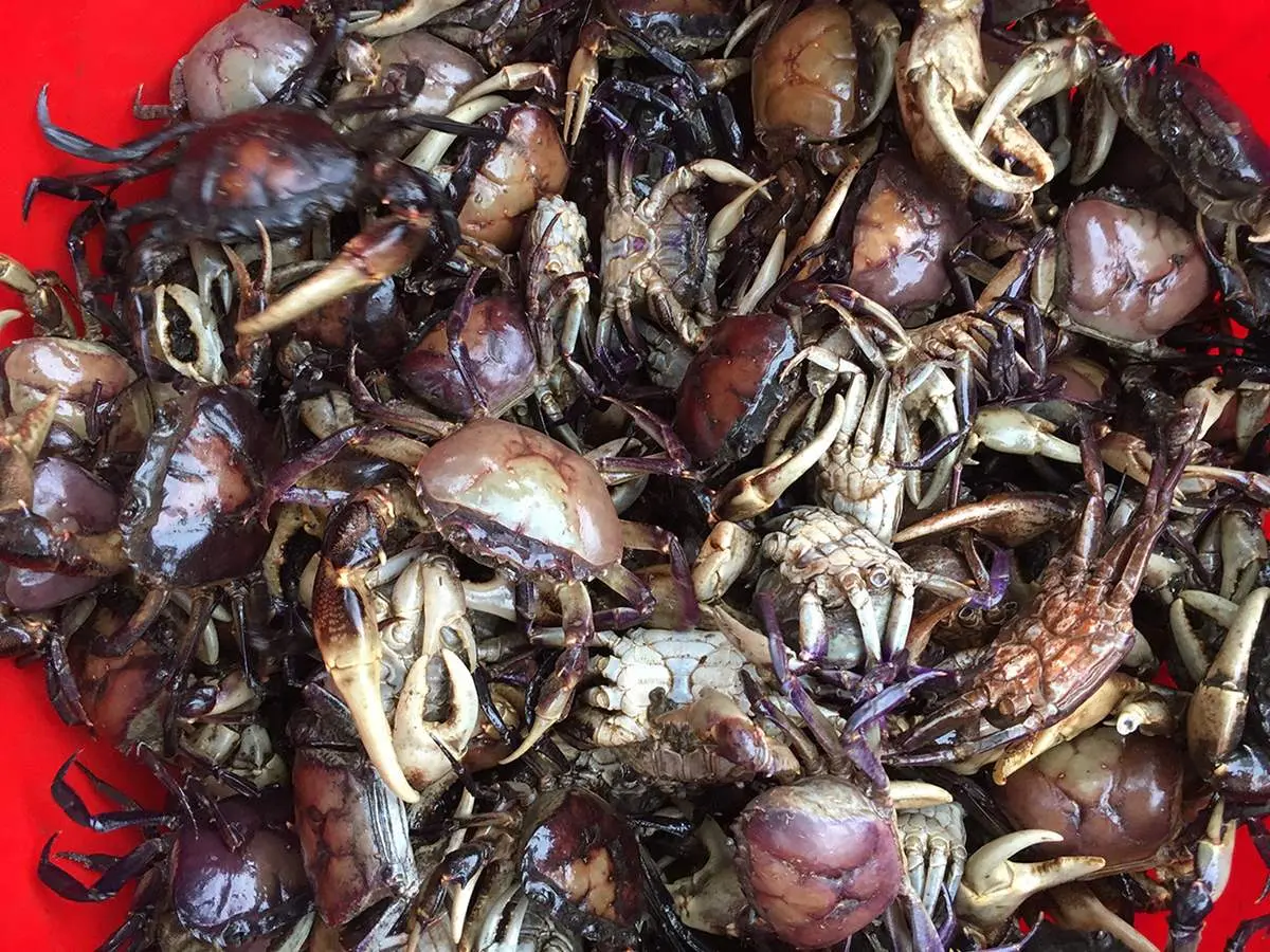 Thưởng thức đặc sản Cua vang C&ocirc;n Đảo thơm ngon lạ miệng 2