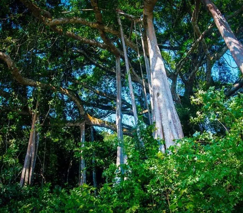 Cây đa ngàn năm Sơn Trà, biểu tượng của sự sống bất diệt cùng thời gian