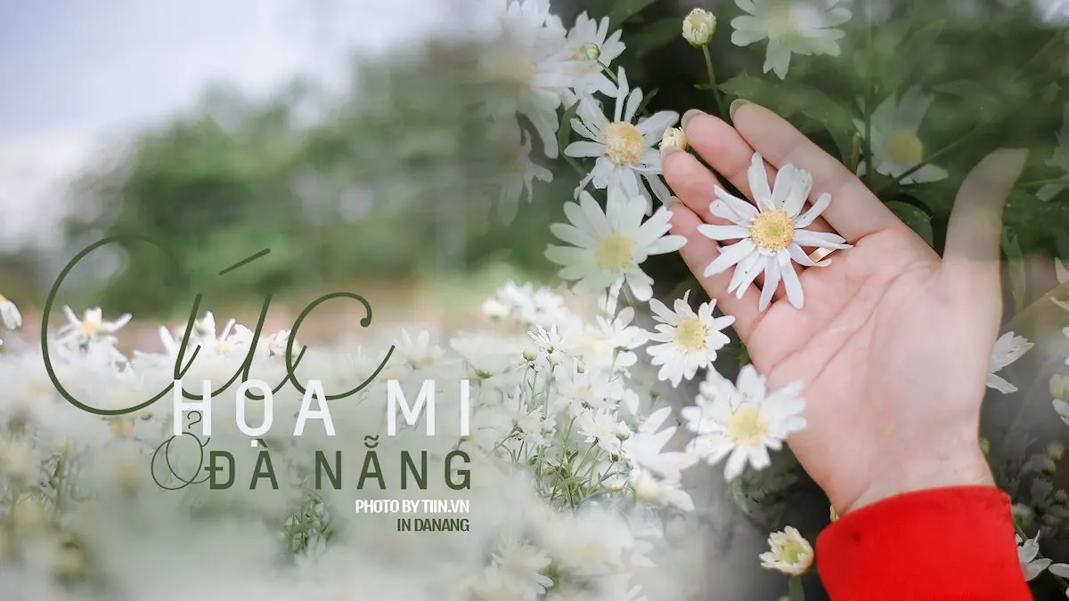 Hỡi những người sắp tỏ t&igrave;nh với crush, hạ c&aacute;nh ngay vườn c&uacute;c họa mi Đ&agrave; Nẵng! 2