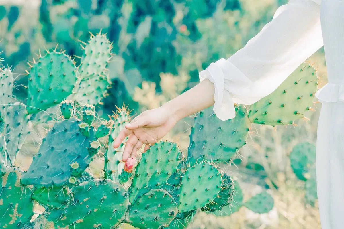 Y&ecirc;u ngay C&aacute;nh đồng xương rồng Đ&agrave; Nẵng từ c&aacute;i nh&igrave;n đầu ti&ecirc;n 5