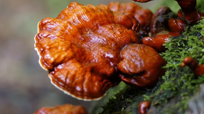 Nấm lim xanh Quảng Nam: Dược liệu qu&yacute; từ rừng gi&agrave; Việt Nam 3