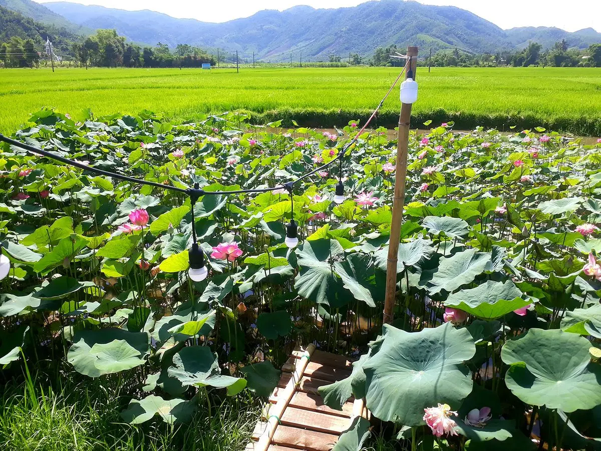 Tiệm Nh&agrave; Đ&ocirc; - Qu&aacute;n c&agrave; ph&ecirc; giữa c&aacute;nh đồng l&uacute;a b&igrave;nh y&ecirc;n 6