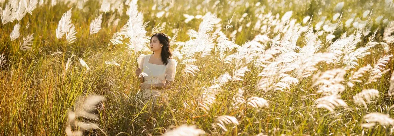 Có một Mùa cỏ lau Đà Nẵng dịu dàng dưới chân cầu Thuận Phước