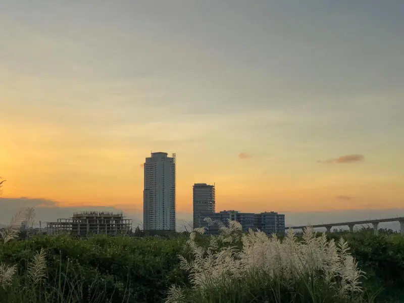 C&oacute; một M&ugrave;a cỏ lau Đ&agrave; Nẵng dịu d&agrave;ng dưới ch&acirc;n cầu Thuận Phước 5