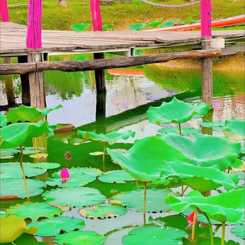 Hani Glamping Đ&agrave; Nẵng trải nghiệm cắm trại tựa giữa miền M&ocirc;ng Cổ 3