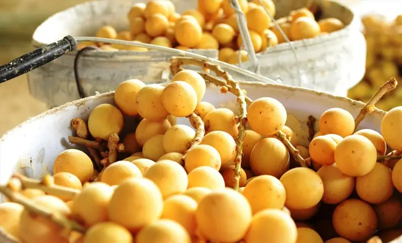 L&agrave;ng cổ Lộc Y&ecirc;n: Miền ti&ecirc;n cảnh nơi đất Quảng 9