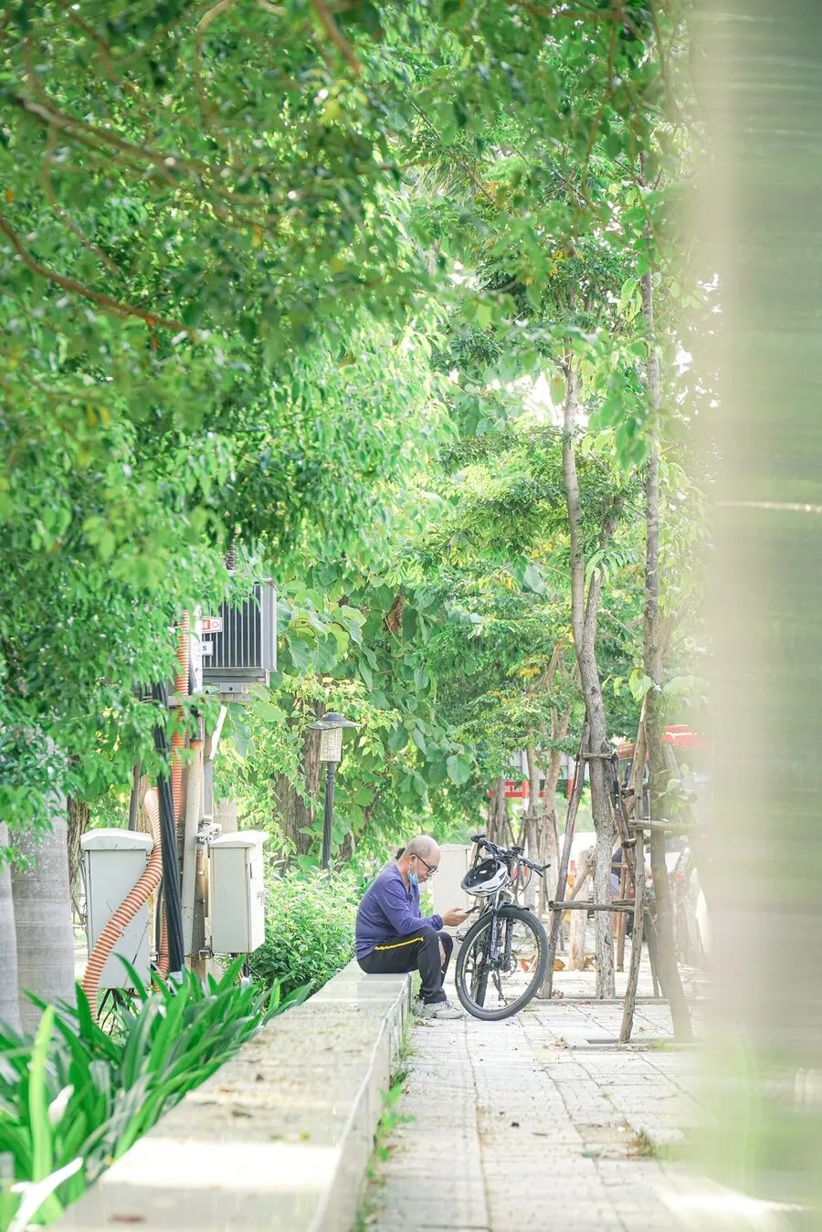 M&ugrave;a hoa sữa Đ&agrave; Nẵng, hương thơm ng&agrave;o ngạt đắm say l&ograve;ng người 3