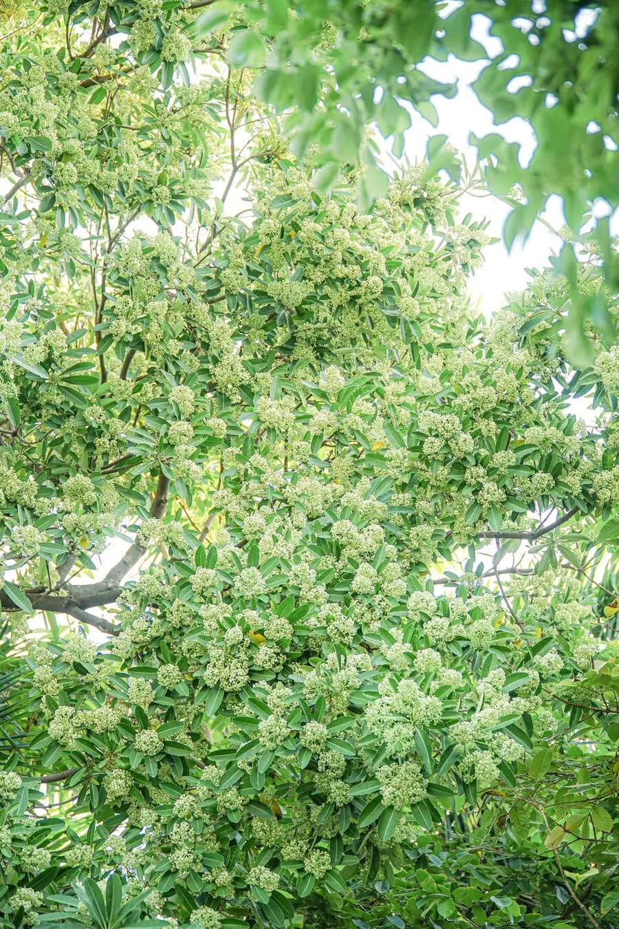 M&ugrave;a hoa sữa Đ&agrave; Nẵng, hương thơm ng&agrave;o ngạt đắm say l&ograve;ng người 2