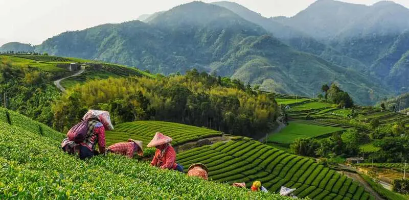 Đi t&agrave;u l&ecirc;n Alishan kh&aacute;m ph&aacute; miền ti&ecirc;n cảnh Đ&agrave;i Loan 3