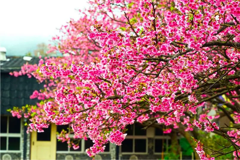 Top 8 địa điểm ngắm hoa anh đ&agrave;o Đ&agrave;i Loan, chụp ảnh cực đẹp 5