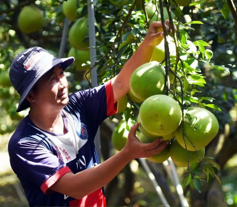 L&agrave;ng bưởi T&acirc;n Triều với đặc sản nức tiếng đất Đồng Nai 4