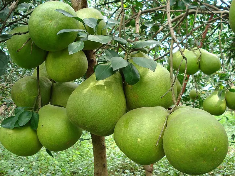 L&agrave;ng bưởi T&acirc;n Triều với đặc sản nức tiếng đất Đồng Nai 10