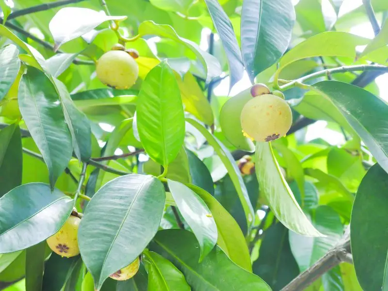 Top 12 vườn tr&aacute;i c&acirc;y Long Kh&aacute;nh nhộn nhịp m&ugrave;a du lịch miệt vườn 7