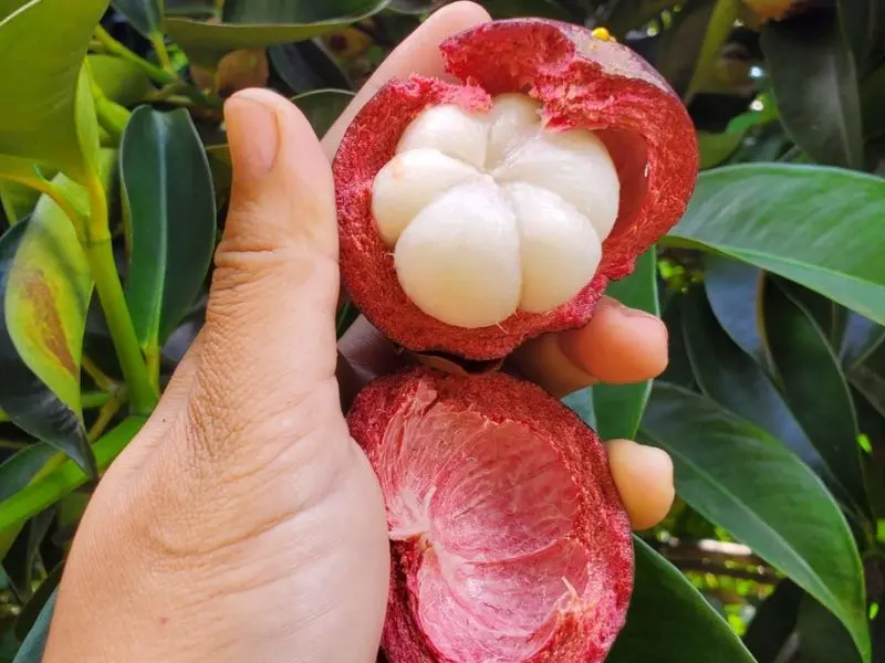 Top 12 vườn tr&aacute;i c&acirc;y Long Kh&aacute;nh nhộn nhịp m&ugrave;a du lịch miệt vườn 12