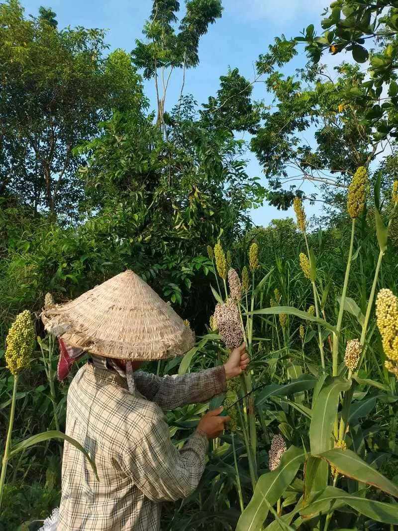 B&igrave;nh dị nơi Dốc Mơ Farm, kh&ocirc;ng gian an l&agrave;nh với n&ocirc;ng phẩm tươi ngon 3