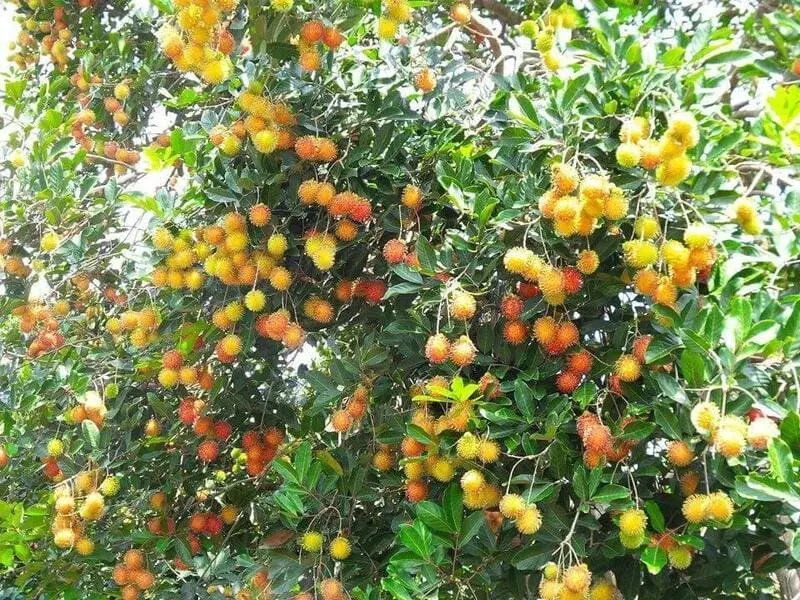 Kh&aacute;m ph&aacute; Đồng Nai c&oacute; g&igrave; chơi v&agrave; loạt điểm đến hấp dẫn 7