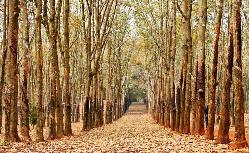 Ngỡ ng&agrave;ng trước rừng cao su trăm tuổi m&ugrave;a thay l&aacute; tại Đồng Nai 4