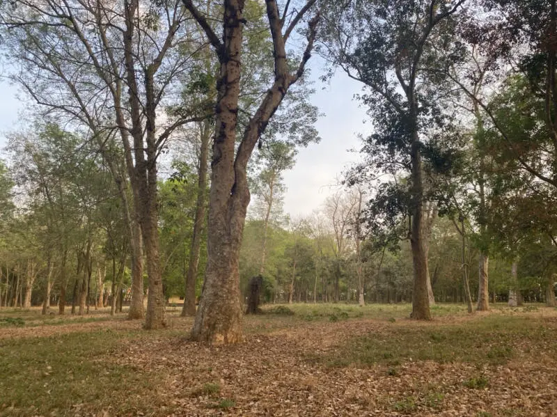 Ngỡ ng&agrave;ng trước rừng cao su trăm tuổi m&ugrave;a thay l&aacute; tại Đồng Nai 3