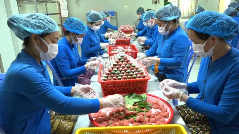 Nem Lai Vung, từ đặc sản đến nghề truyền thống đạt Di sản văn h&oacute;a 3