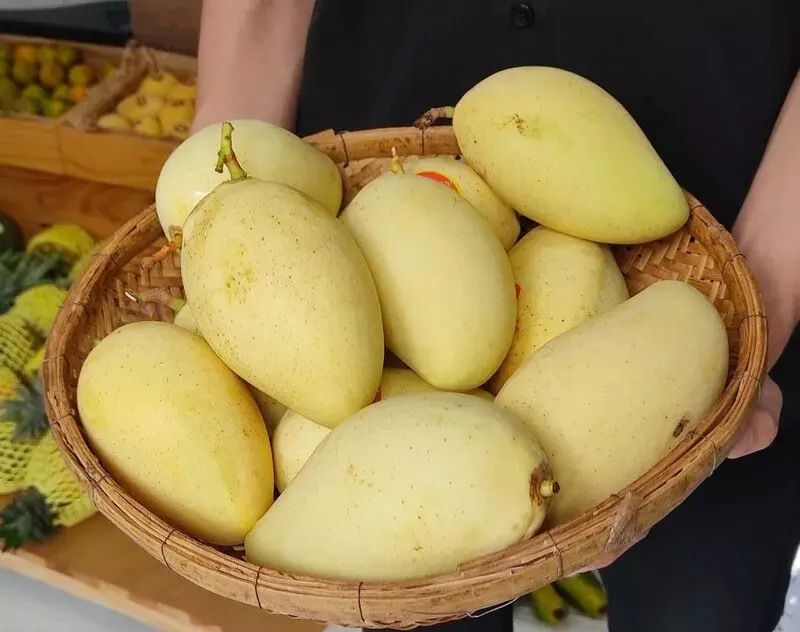 Xo&agrave;i C&aacute;t Chu Đồng Th&aacute;p: Tinh hoa tr&aacute;i ngọt miền T&acirc;y 2