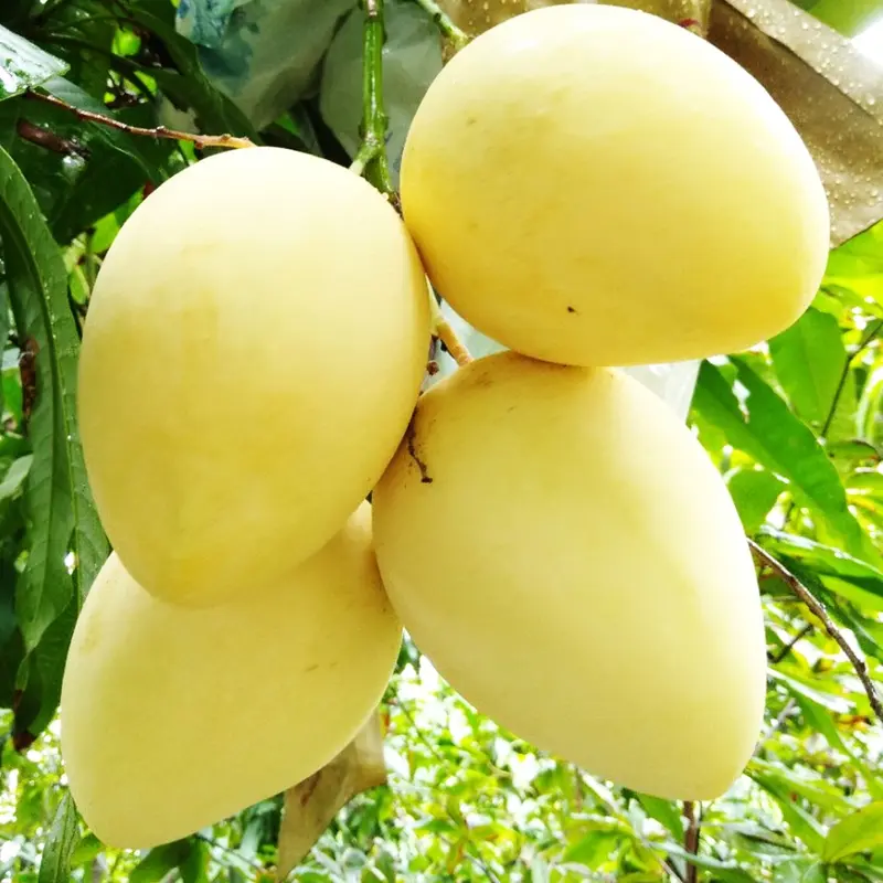 Xo&agrave;i C&aacute;t Chu Đồng Th&aacute;p: Tinh hoa tr&aacute;i ngọt miền T&acirc;y 3