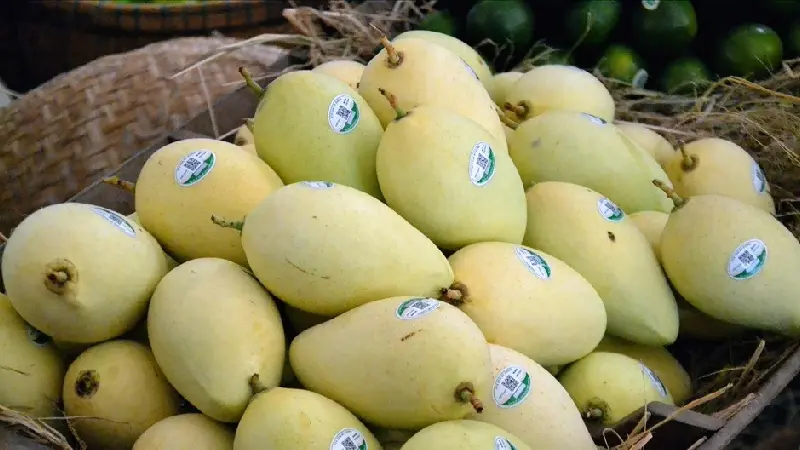 Xo&agrave;i C&aacute;t Chu Đồng Th&aacute;p: Tinh hoa tr&aacute;i ngọt miền T&acirc;y 6