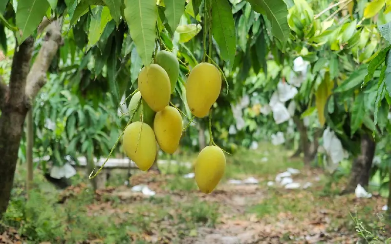 Xoài Cát Chu Đồng Tháp: Tinh hoa trái ngọt miền Tây
