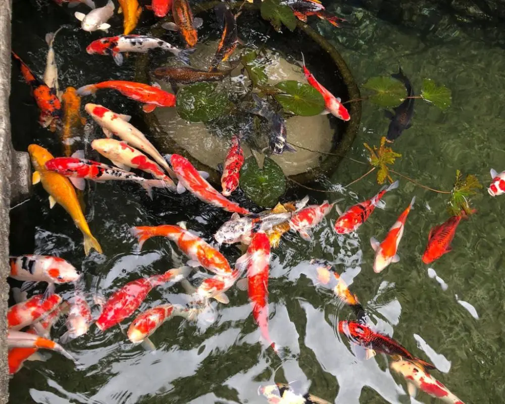 L&acirc;m Vi&ecirc;n Coffee Garden, qu&aacute;n c&agrave; ph&ecirc; kh&ocirc;ng gian xanh tại phố n&uacute;i 5