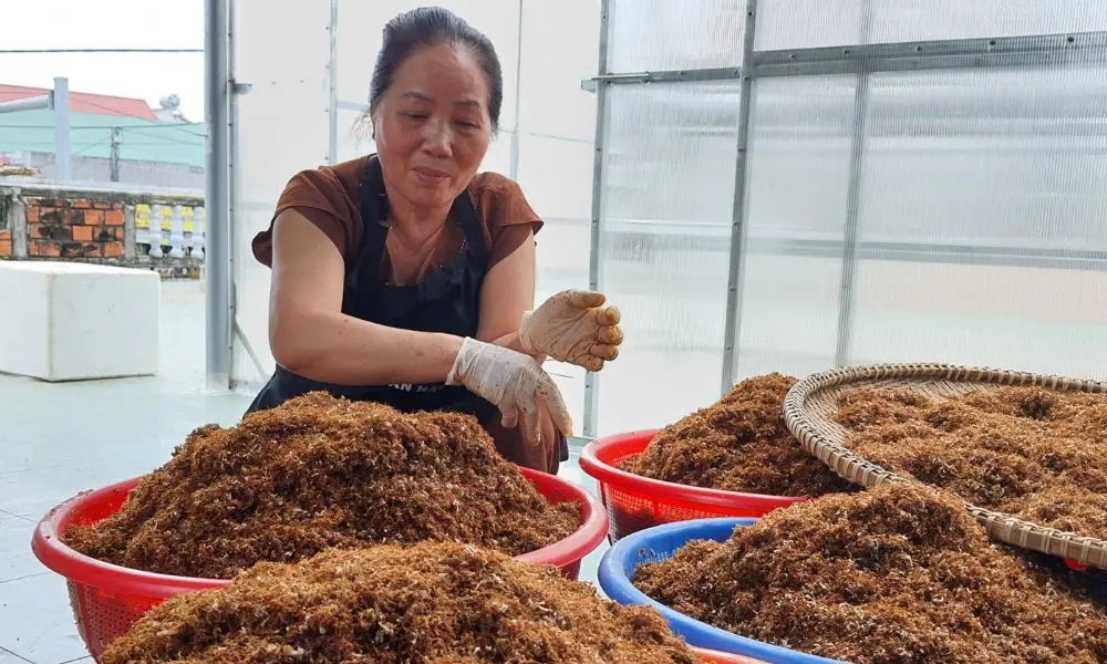 Thưởng thức muối kiến v&agrave;ng Gia Lai thơm ngon nức tiếng 3
