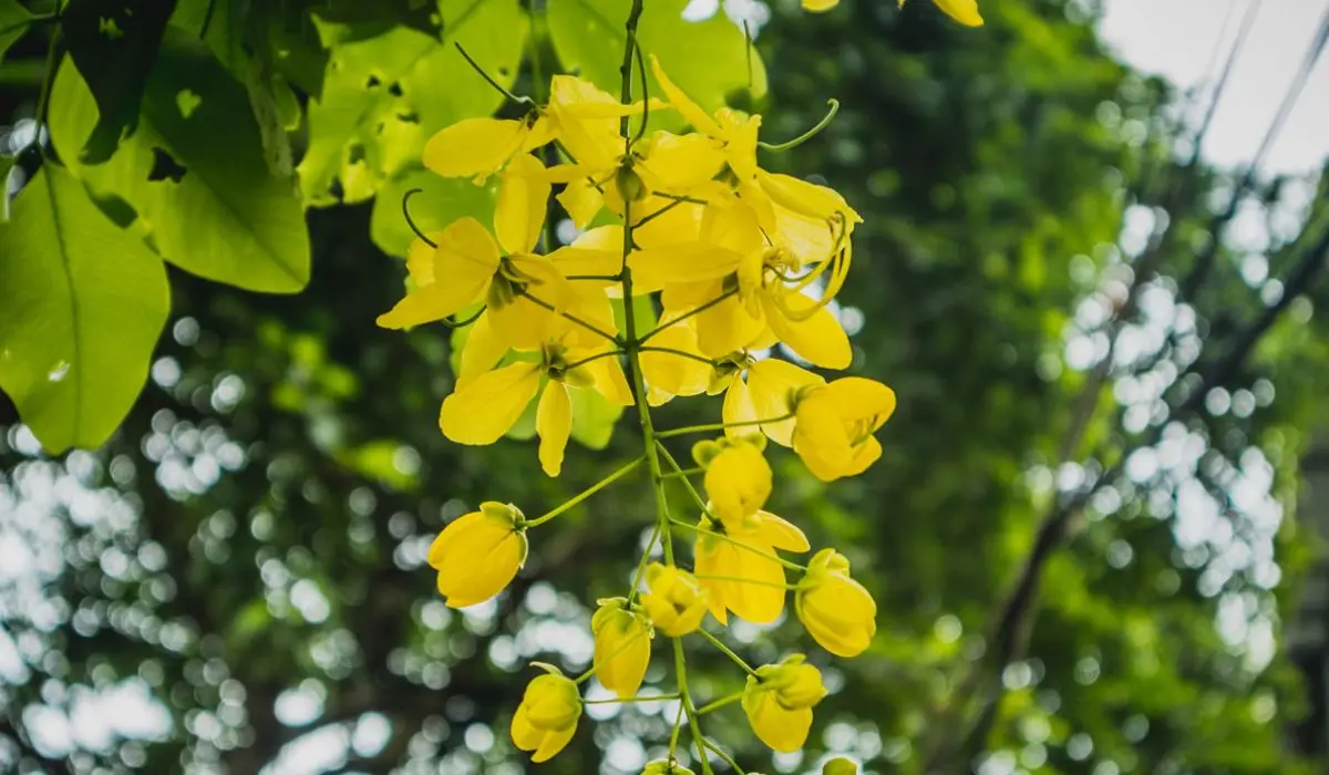 Chinh phục Lễ hội hoa muồng v&agrave;ng Gia Lai với c&aacute;c hoạt động th&uacute; vị 4