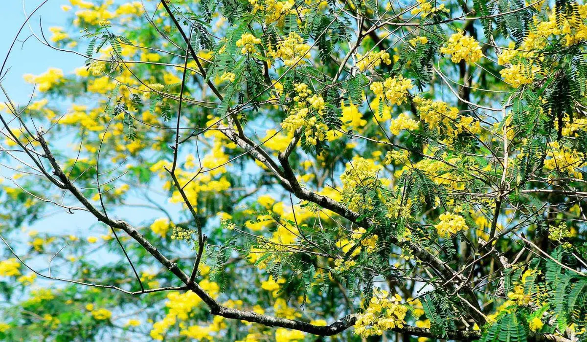 Chinh phục Lễ hội hoa muồng v&agrave;ng Gia Lai với c&aacute;c hoạt động th&uacute; vị 3