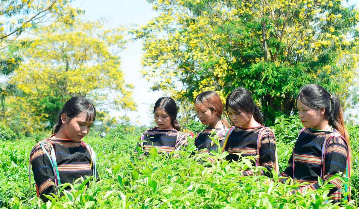 Chinh phục Lễ hội hoa muồng v&agrave;ng Gia Lai với c&aacute;c hoạt động th&uacute; vị 6