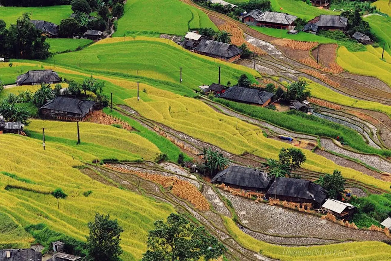 Bản Ph&ugrave;ng &ndash; Ho&agrave;ng Su Ph&igrave; n&ecirc;n thơ m&ugrave;a l&uacute;a ch&iacute;n 7