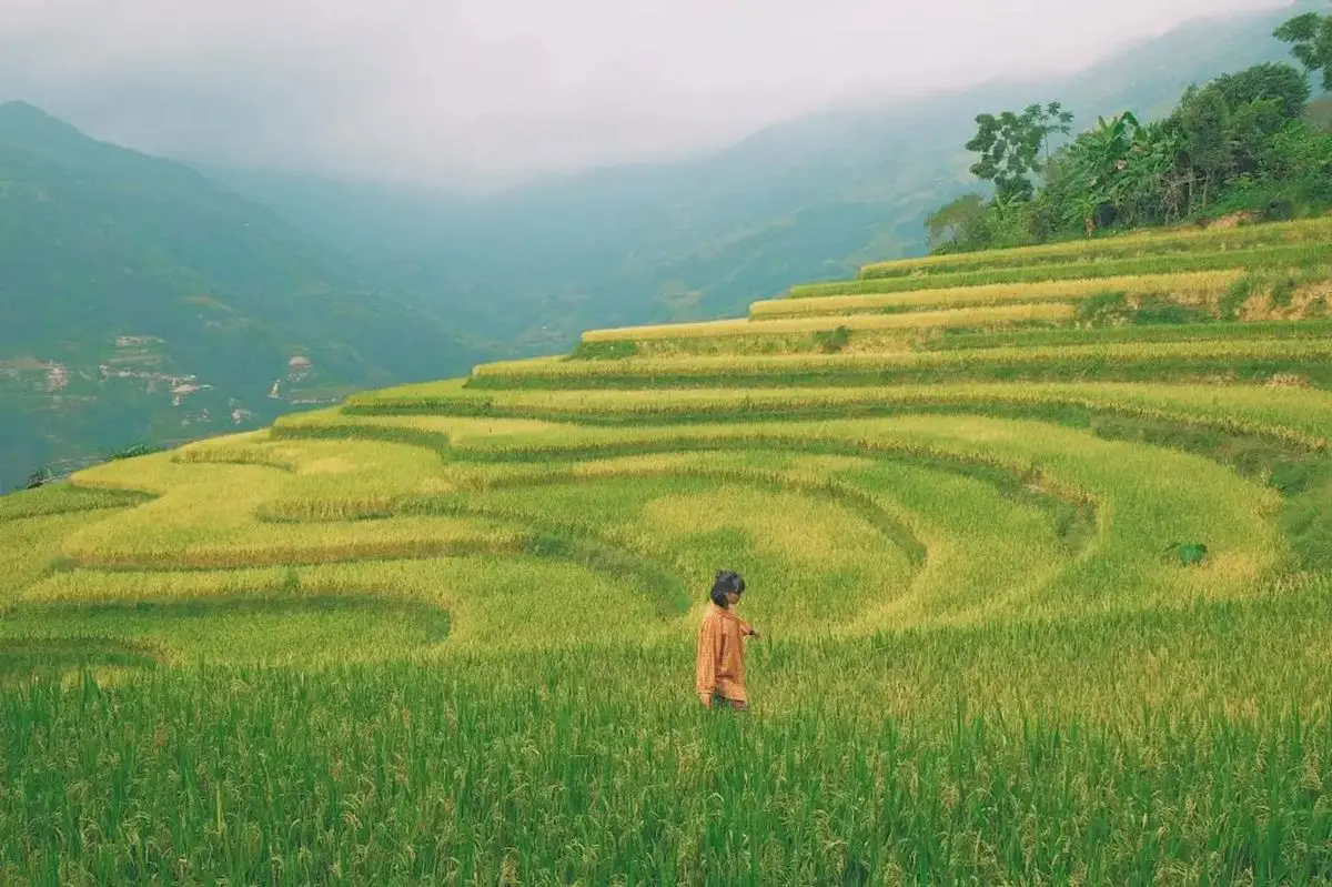 Bản Ph&ugrave;ng &ndash; Ho&agrave;ng Su Ph&igrave; n&ecirc;n thơ m&ugrave;a l&uacute;a ch&iacute;n 6