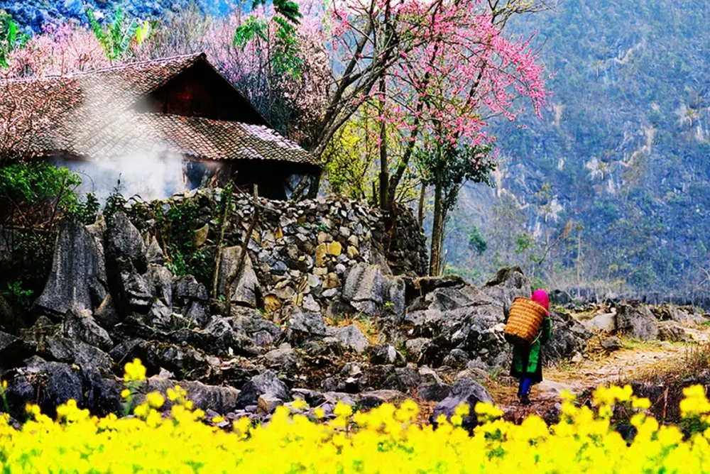 Bồi hồi v&ocirc; c&ugrave;ng hương sắc rực rỡ mỗi M&ugrave;a hoa đ&agrave;o đỏ H&agrave; Giang 7